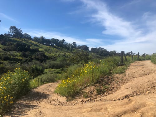 are dogs allowed in balboa park hiking trails