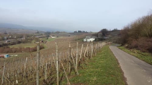 Von Longuich zur Weinbergschleife