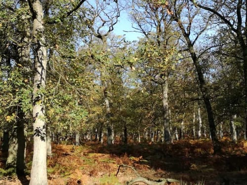 Diesfordter Wald und Waldsee