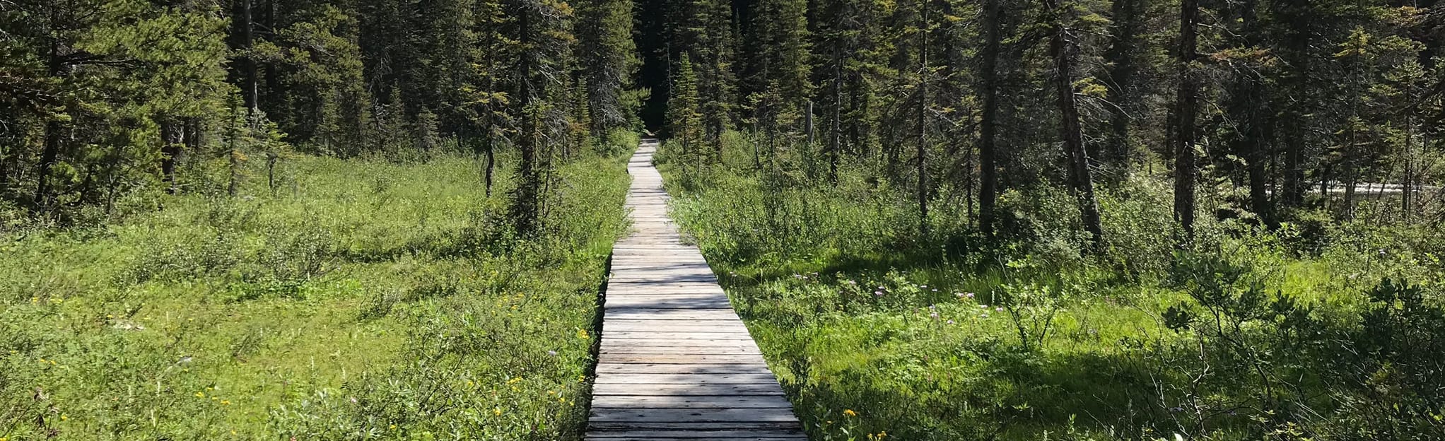 Ross Lake Loop, Alberta, Canada - 27 Reviews, Map | AllTrails