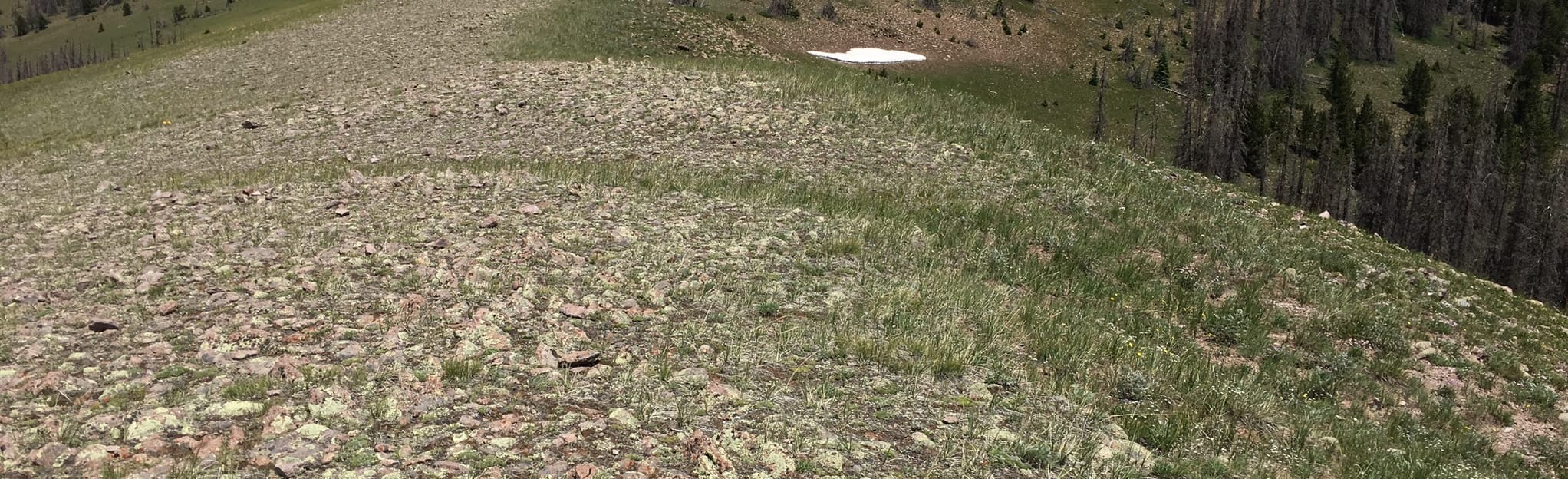 AllTrails Snowshoe Mountain 6 Reviews, Map Colorado