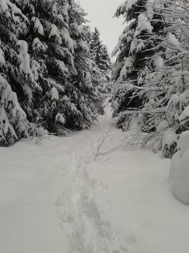 Schneeschuhwanderung Kofeld-Waldburg-Kofeld