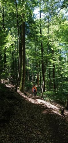Neidenfels und Weidenthal Rundweg