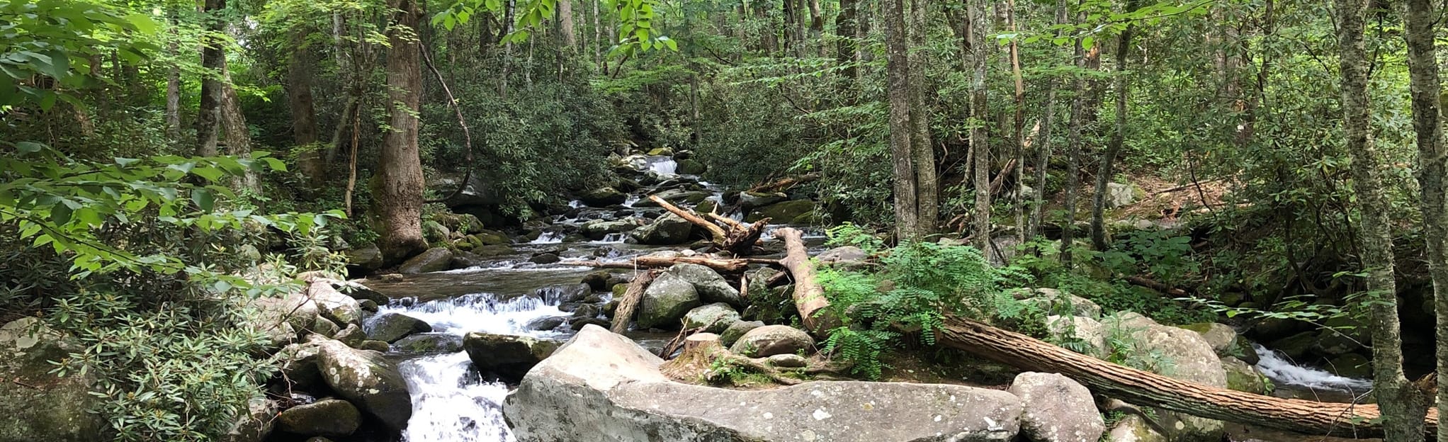 Grapeyard Ridge Trail to Campsite 32 Via Roaring Fork: 472 fotos ...
