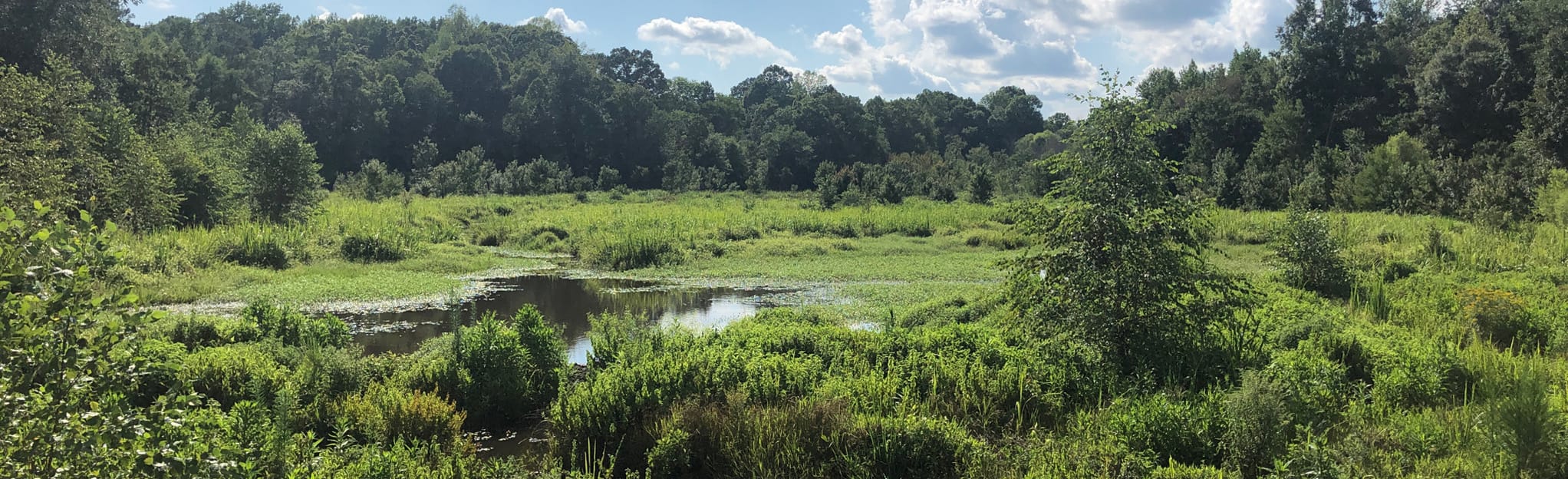 Neuse River Trail North Carolina - EyJidWNrZXQiOiJhc3NldHMuYWxsdHJhaWxzLmNvbSIsImtleSI6InVwbG9hZHMvcGhvdG8vaW1hZ2UvMjM1MDQxMjkvMmY4MTQ4NzhmMzM0ZjhhZmVlODNkN2U2ZDIzMWYxNTMuanBnIiwiZWRpdHMiOnsidG9Gb3JtYXQiOiJqcGVnIiwicmVzaXplIjp7IndpZHRoIjoyMDQ0LCJoZWlnaHQiOjYyNCwiZml0IjoiY292ZXIifSwicm90YXRlIjpudWxsLCJqcGVnIjp7InRyZWxsaXNRdWFudGlzYXRpb24iOnRydWUsIm92ZXJzaG9vdERlcmluZ2luZyI6dHJ1ZSwib3B0aW1pc2VTY2FucyI6dHJ1ZSwicXVhbnRpc2F0aW9uVGFibGUiOjN9fX0=