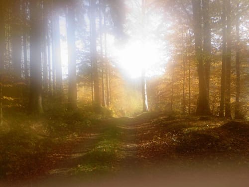 MTB: Rund um Weihungszell