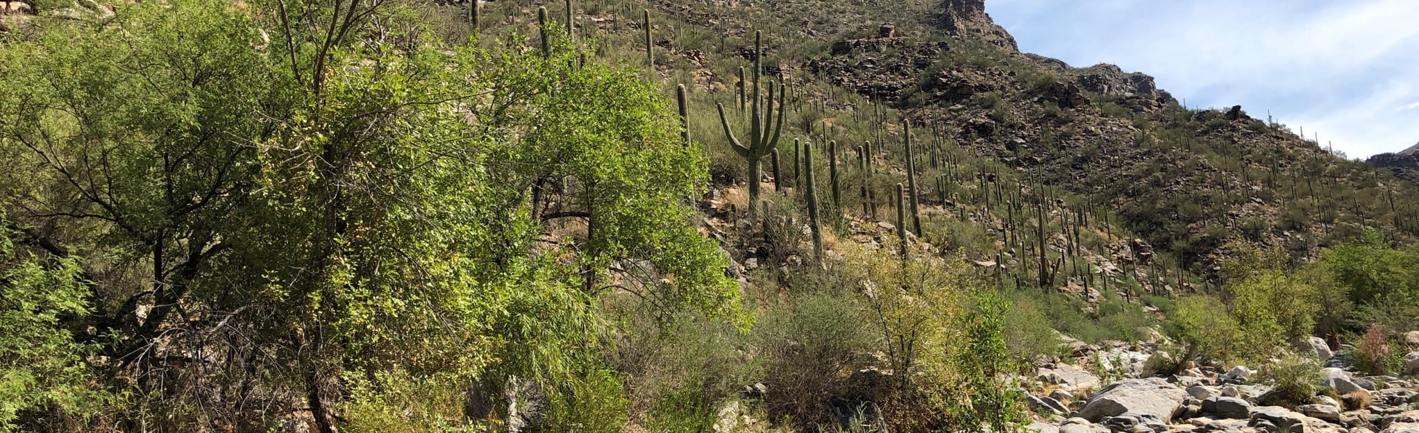 Bear Canyon Trail to Mount Lemmon Trail 7.446 fotos Arizona AllTrails