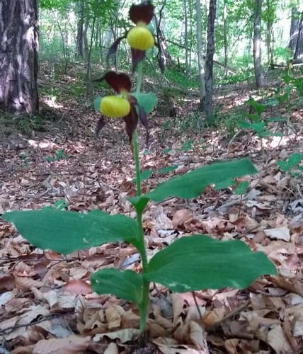 Wilde-Orchideen-Runde in Leutra