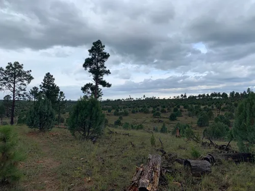 Ross Draw and 7th Heaven Trail, Arizona - 60 Reviews, Map | AllTrails