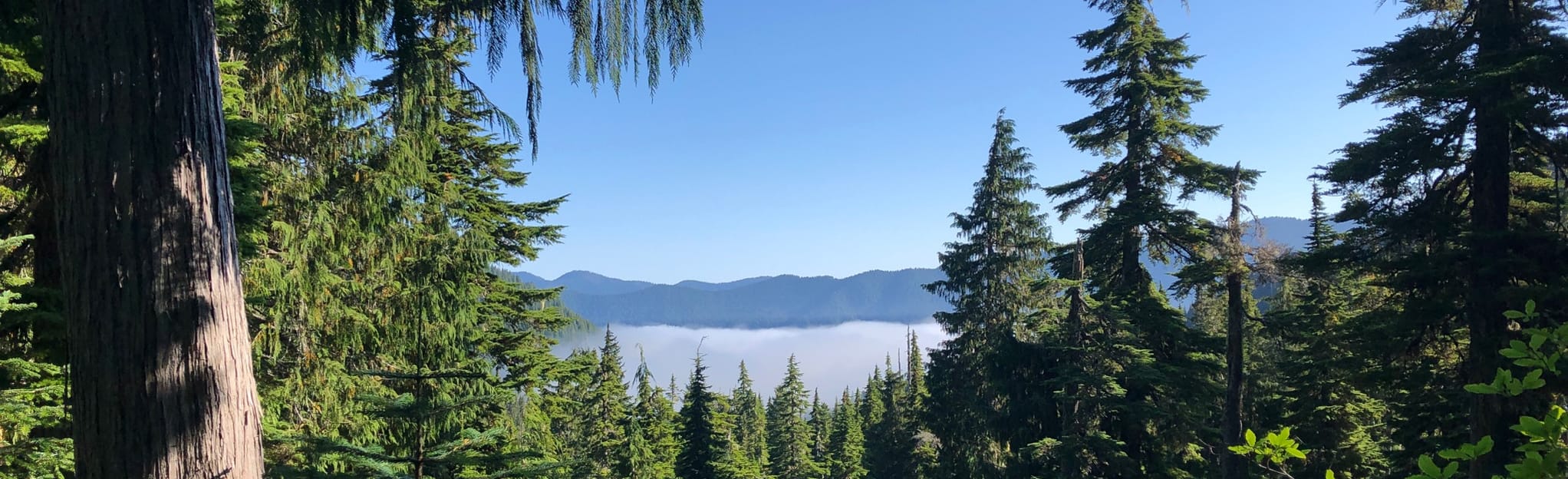 Mink Lake Trail to Blackwood Lake 25 Reviews, Map Washington AllTrails