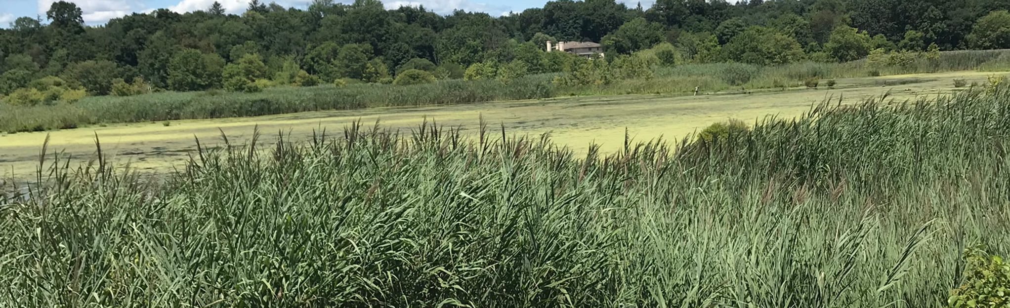 Celery Farm Mayor Fitzpatrick Nature Trail, New Jersey 430 Reviews