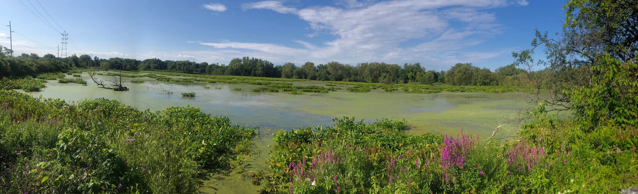 Utica Marsh Loop, New York - 83 Reviews, Map | AllTrails