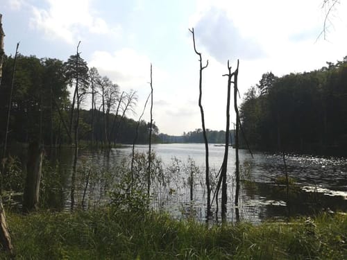 Müritz-Nationalpark Weg Etappe 6: Carpin - Neustrelitz