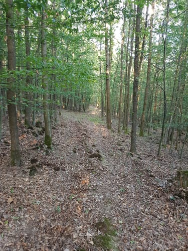 Waldwege Großbardorf