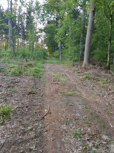 Waldwege Großbardorf