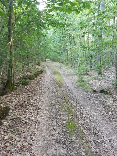 Waldwege Großbardorf