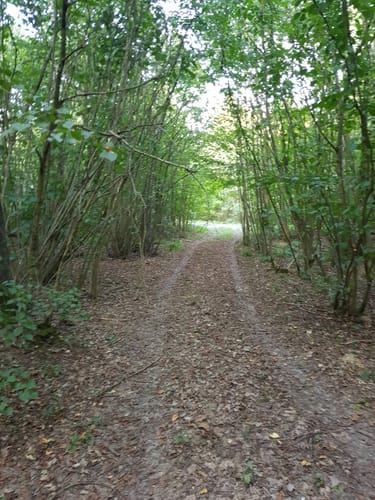 Waldwege Großbardorf
