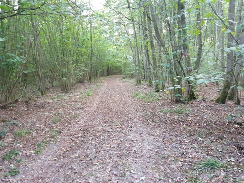 Waldwege Großbardorf