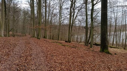 Peetzig - Uckermark durch den Görlsdofer Forst