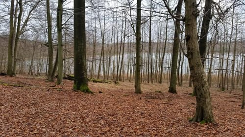 Peetzig - Uckermark durch den Görlsdofer Forst