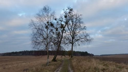Peetzig - Uckermark durch den Görlsdofer Forst
