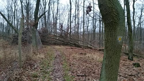 Peetzig - Uckermark durch den Görlsdofer Forst
