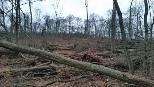 Peetzig - Uckermark durch den Görlsdofer Forst