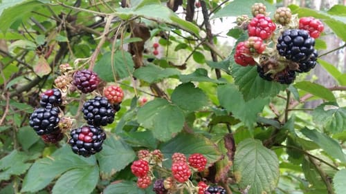 Auf dem Burgenwanderweg: Bei Groß Briessen