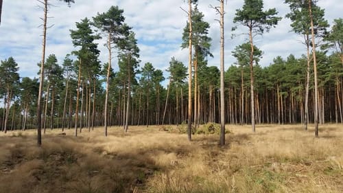 Auf dem Burgenwanderweg: Bei Groß Briessen