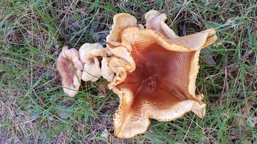 Auf dem Burgenwanderweg: Bei Groß Briessen