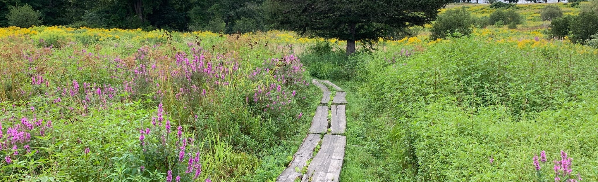 Highland Preserve Long Loop Map, Guide Maine AllTrails