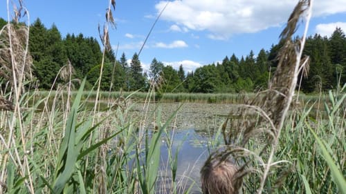 Schöffau - Bad Kohlgrub - Rantscher Weiher