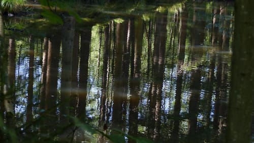 Tann bei St. Wolfgang Wanderung
