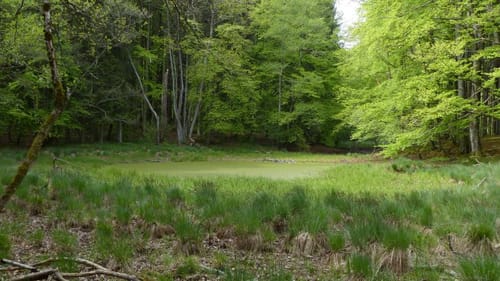 Buchenau nach Geltendorf Waldwanderung 