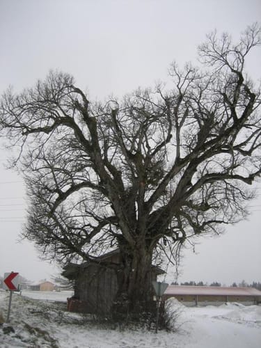 Aying und Siegertsbrunn Rundweg