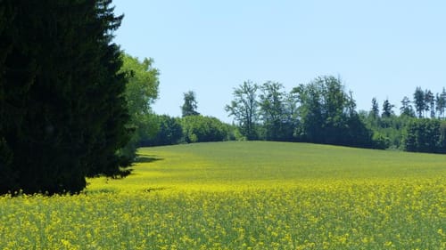 Zwischen Oberroth, Sulzemoos und Kreuzholzhausen