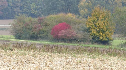 Bachenhausen Rundweg