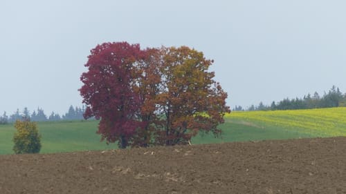 Bachenhausen Rundweg