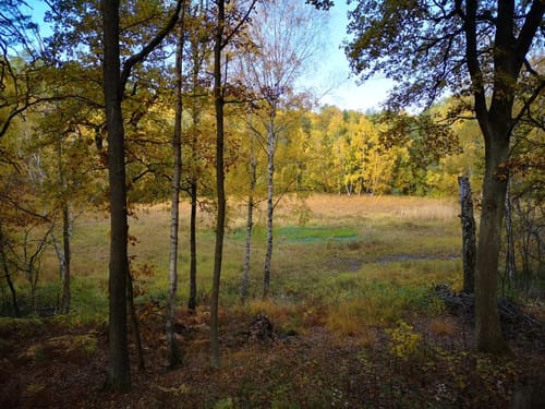 Um Teufelsfenn und Naturschutzgebiet Saubucht