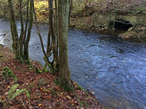 Baumweg (Morsbach Wanderwege)