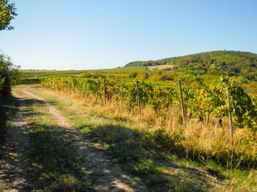 Rhein-Nahe-Schleife (Premiumwanderweg)
