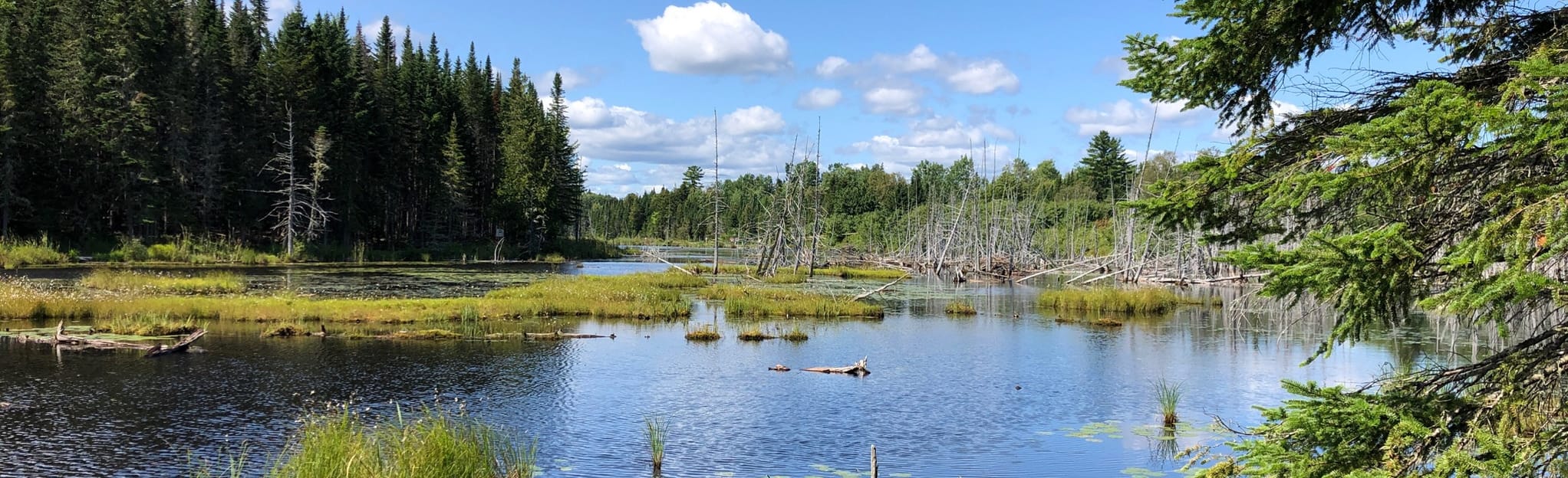 Beaver Pond, Moore Road and Little Mactaquac Trail Loop 133 Reviews