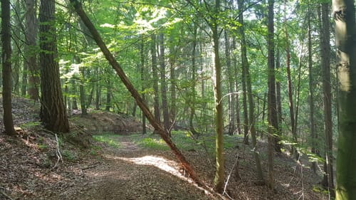 Ettersberg - Weimar