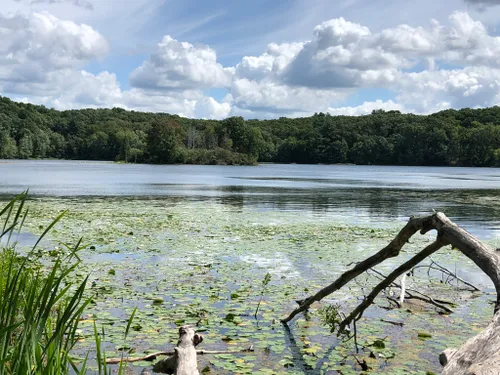 Yankee Springs RA: Hall Lake Trail