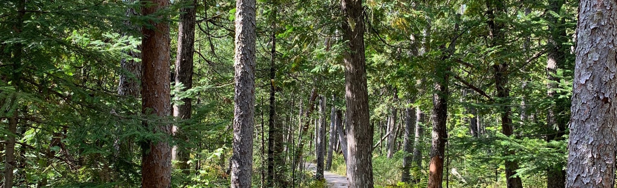 Brule Bog Boardwalk Trail, Wisconsin 55 Reviews, Map AllTrails