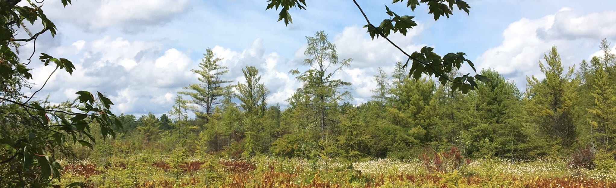 Pitch Pine Bog Conservation Area Nature Trail, New York 143 Reviews