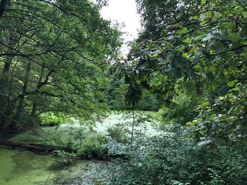 Rund um Querenburg: Botanischer Garten - Laerholz - Kalwes