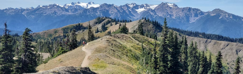 are dogs allowed at hurricane ridge