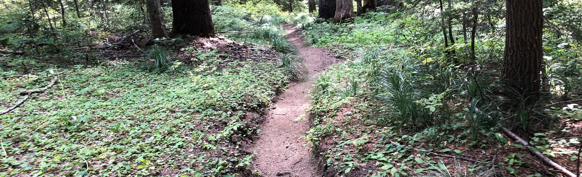 Bird Mountain and Clear Lake via Cultus Creek Trail 83 Reviews, Map