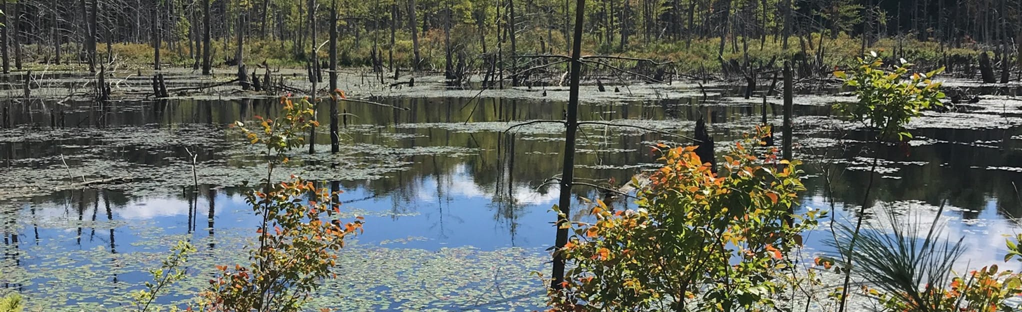 Vaughn Hills Trail Map, Guide Massachusetts AllTrails